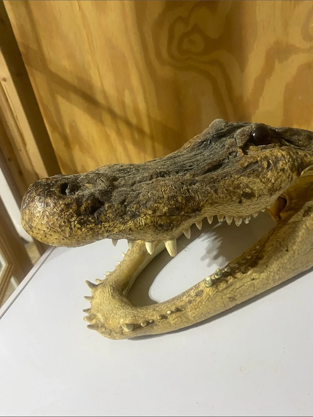 Crocodile Skull — Natural Brown